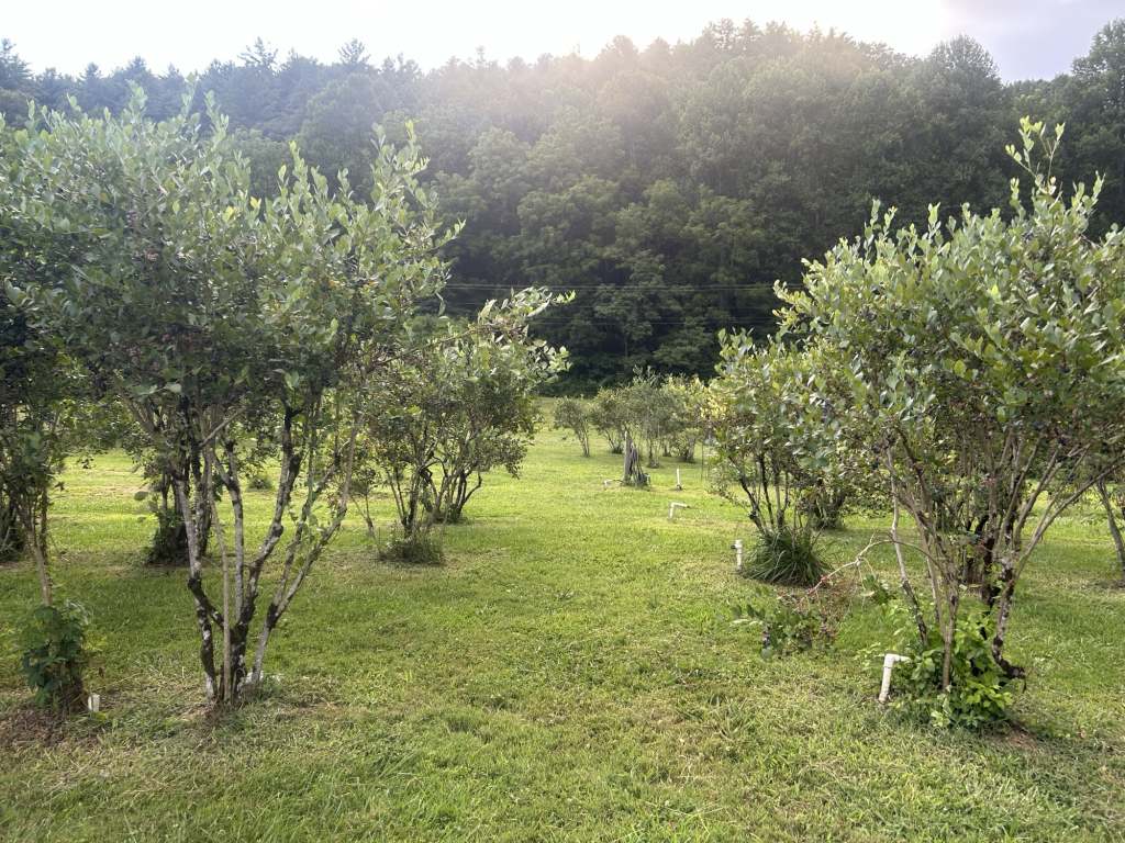 highlands nc blueberry rv camp, Peaceful Blueberry Farm Harvest Host Near Highlands NC: Quiet Country Road U‑Pick RV Stay