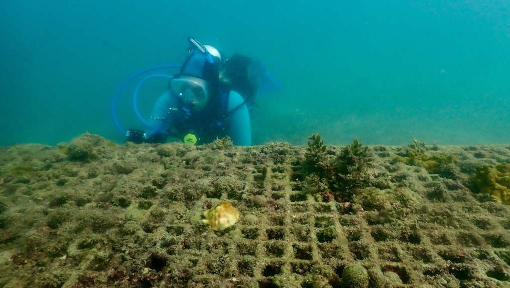 scuba diving in san juan pueto rico with scuba dogs escambron park, How Could It Be The Best Dive and The Worst Dive