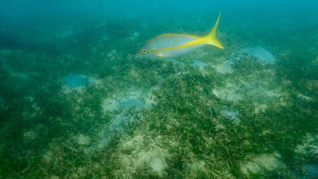 scuba diving in san juan pueto rico with scuba dogs escambron park, How Could It Be The Best Dive and The Worst Dive