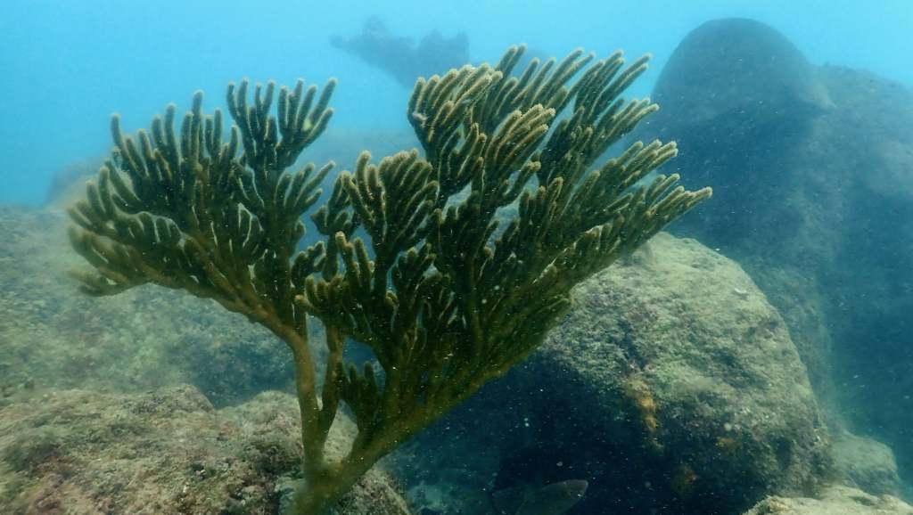 scuba diving in san juan pueto rico with scuba dogs escambron park, How Could It Be The Best Dive and The Worst Dive