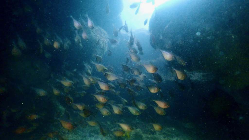 scuba diving in san juan pueto rico with scuba dogs escambron park, How Could It Be The Best Dive and The Worst Dive