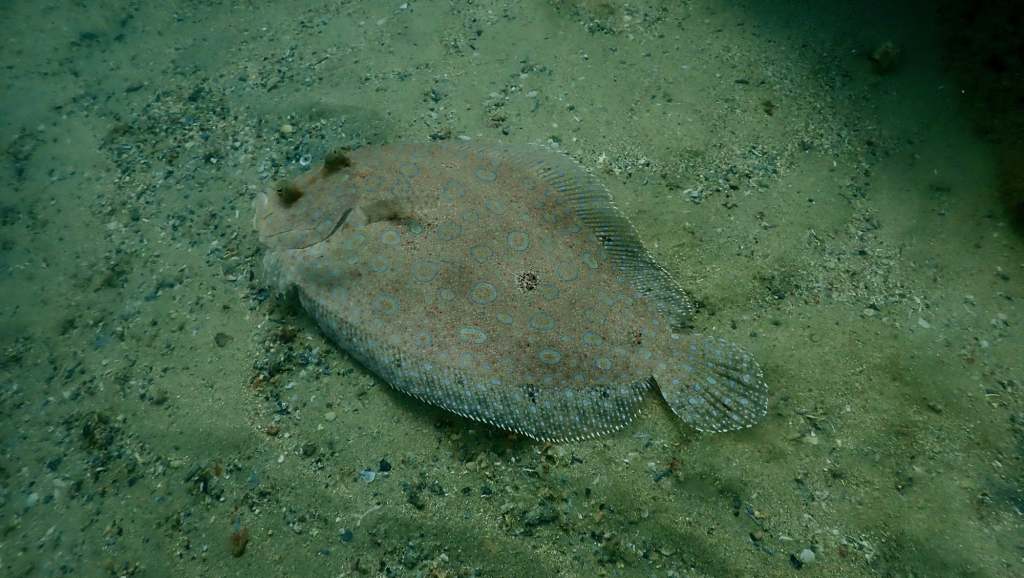 scuba diving in san juan pueto rico with scuba dogs escambron park, How Could It Be The Best Dive and The Worst Dive