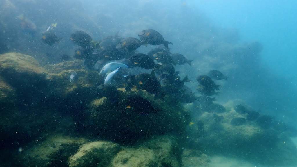 scuba diving in san juan pueto rico with scuba dogs escambron park, How Could It Be The Best Dive and The Worst Dive